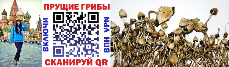 Купить закладки  Кашира  Псилоцибиновые грибы прущие грибы 
